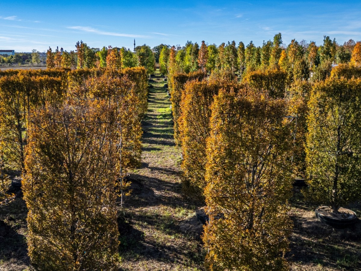 Arborii italieni prind viață la Lazu înainte de a înverzi&nbsp;Constanța