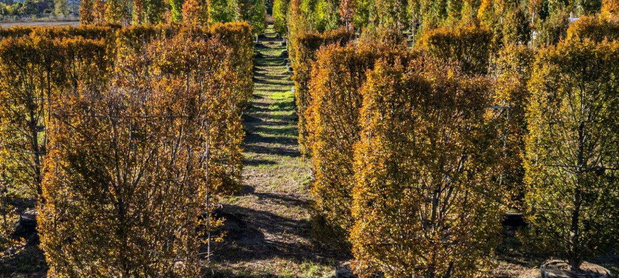 Arborii italieni prind viață la Lazu înainte de a înverzi Constanța